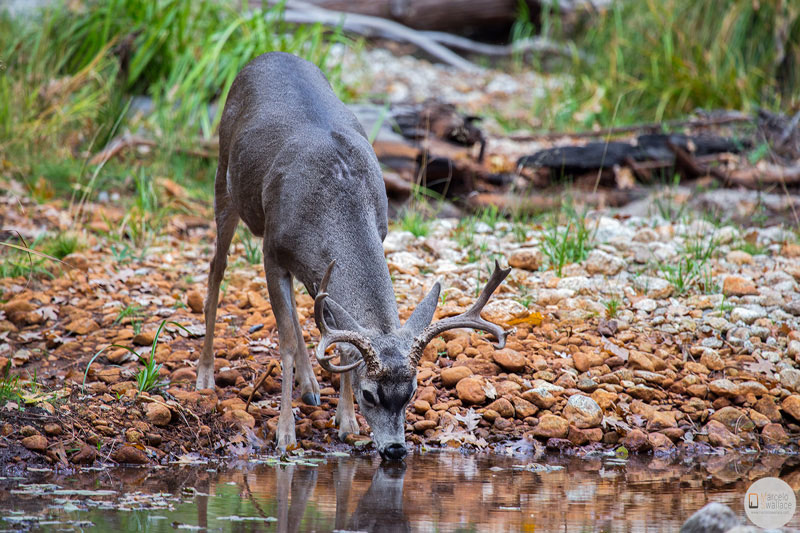 california, yosemite national park