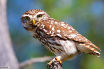 Civetta - Athene Noctua - Parque Nacional de Donana