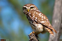 Civetta - Athene Noctua - Parque Nacional de Donana