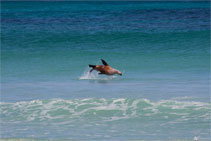 Australia - Kangaroo Island - seal bay - Foche