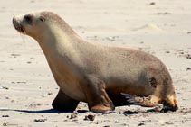 Australia - Kangaroo Island - Seal Bay - Foche