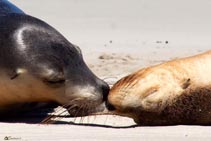 Australia - Kangaroo Island - Seal Bay - Foche