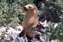 Australia - Kangaroo Island - Seal Bay - Foche