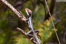 Australia - Lucertola