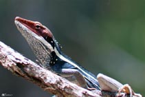 Australia - Lucertola