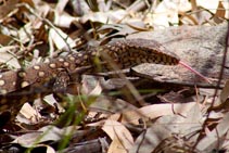 Australia - Lucertola