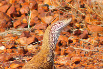 Australia - Lucertola