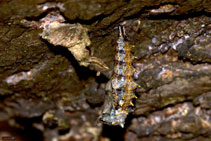 larva