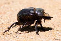 kenya 2011