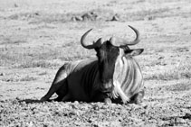 kenya 2011