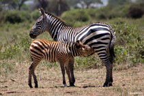 kenya 2011 - zebra