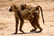 kenya 2011