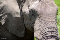 kenya 2011