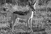 kenya 2011