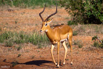 kenya 2011