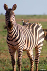 kenya 2011