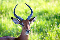 kenya 2011