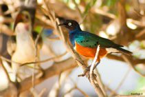 kenya 2011