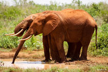 kenya 2011