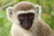 kenya 2011