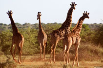 kenya 2011