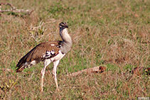 kenya 2011