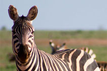 kenya 2011