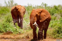 Viaggio_in_Kenya_2011 elefante