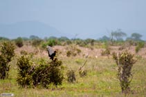 Viaggio_in_Kenya_2011