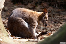 Wallaby