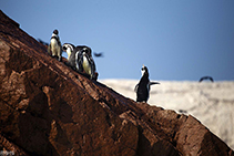 Pinguini - Isole Balestas