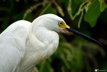 Jamaica - Avifauna