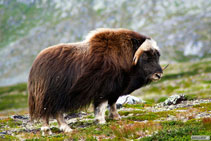 Bue Muschiato - Dovrefjell - Norvegia