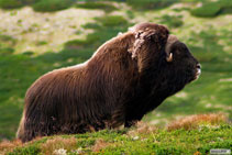 Bue Muschiato - Dovrefjell - Norvegia