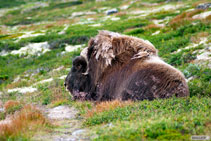 Bue Muschiato - Dovrefjell - Norvegia