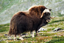 Bue Muschiato - Dovrefjell - Norvegia