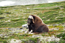 Bue Muschiato - Dovrefjell - Norvegia