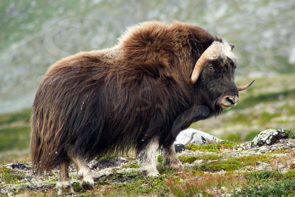 Bue Muschiato - Dovrefjell - Norvegia