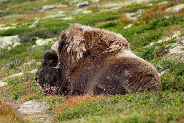 Bue Muschiato - Dovrefjell - Norvegia