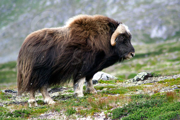 Bue Muschiato - Dovrefjell - Norvegia