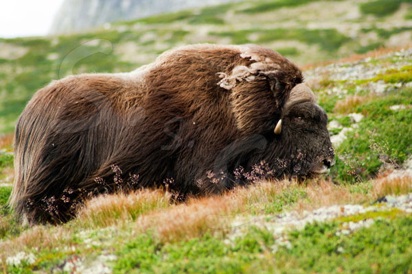 Bue Muschiato - Dovrefjell - Norvegia